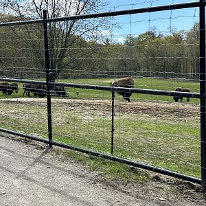 Bison Herd