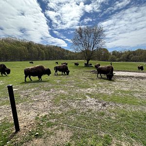 Bison Herd