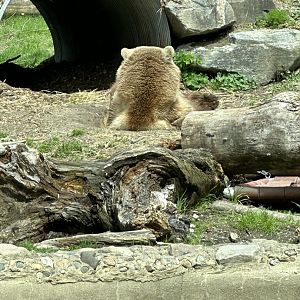 The last Grizzly Bear