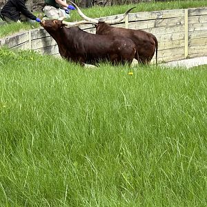 Last 2 Watusi Cattle at the Zoo.