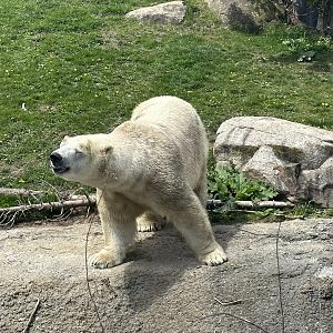 Polar Bear Enjoying the Spring Scents.