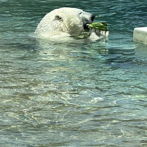 Polar Bear Enjoying Lettuce