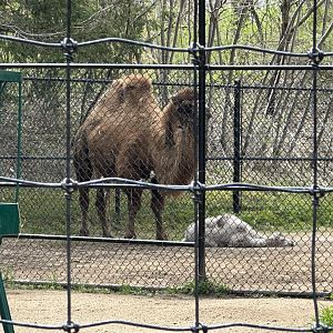Mom and Baby Camel