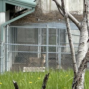 Cheetah Behind the Scenes