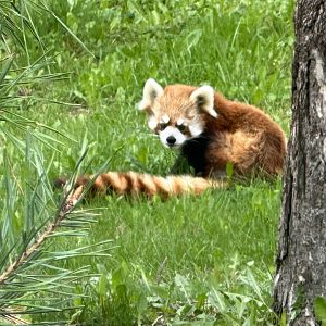 Suva the Red Panda