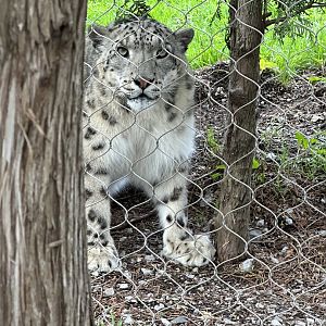 Snow Leopard Pemba