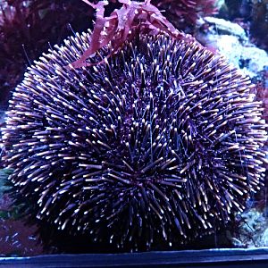 Purple urchin, Purple sea urchin, Violet sea urchin (Sphaerechinus granularis)