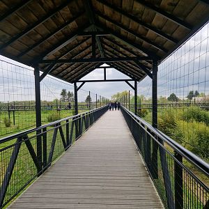White Tiger/East African Lion Viewing platform
