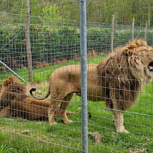 Barbary Lions