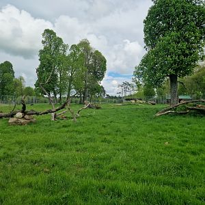 Melanistic Jaguar exhibit