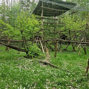 Clouded Leopard exhibit
