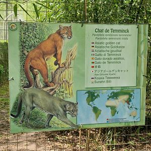 Asian Golden Cat signage