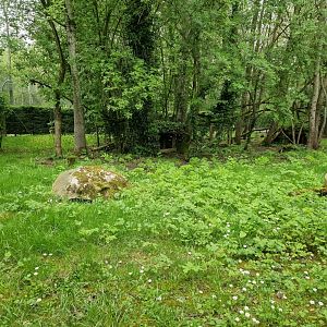Asian Golden Cat  2nd exhibit