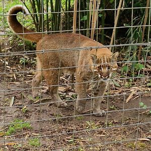 Asian Golden Cat, male at the first exhibit