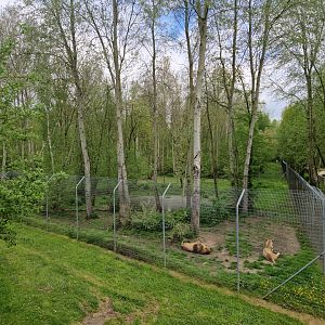 Asiatic Lion exhibit