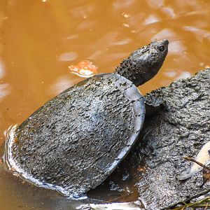 Saw-shelled Turtle