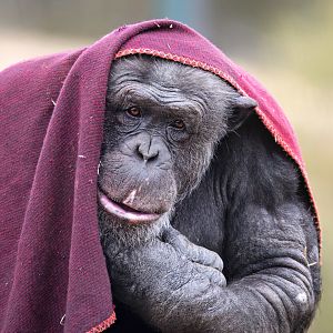 Chimpanzee 'Tsotsi'