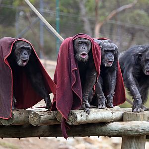 Chimpanzees 'Gombe', 'Tsotsi, 'Boyd' and 'Sandali'