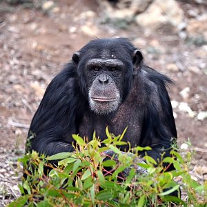 Chimpanzee 'Zuri'