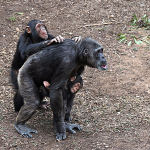 Chimpanzee mother 'Hannah' with 'Hope' and 'Happy'