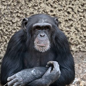 Chimpanzee 'Enzi'