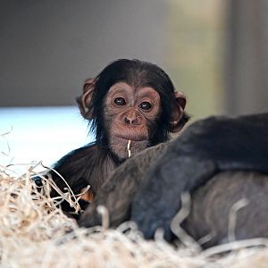 Chimpanzee 'Happy'