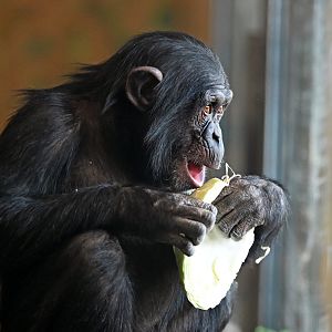 Chimpanzee 'Zola'