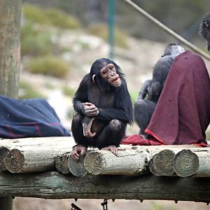 Chimpanzee 'Hope'