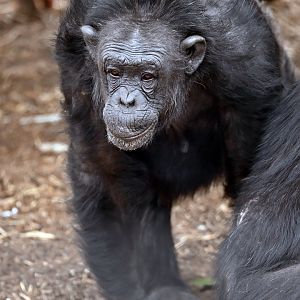 Chimpanzee 'Galatea'