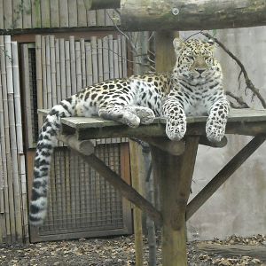 Amur Leopard Male