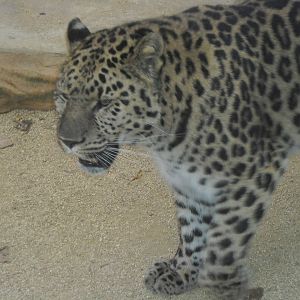 Amur Leopard Male West Midlands