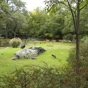Nyala/Stork Exhibit