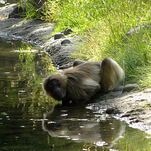 Gelada