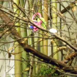 baby toy in monkey exhibit