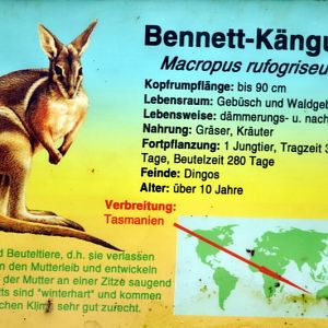 Red-necked Wallaby sign at Augsburg zoo