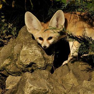 Fennek at Augsburg zoo