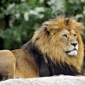 Lion at Augsburg zoo