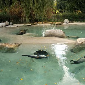 Harbor Seal encolusre at Augsburg zoo