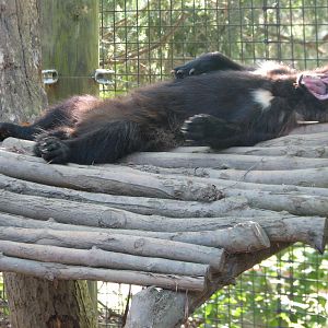 North America - Wolverine