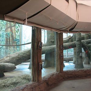 African Forest - Gorilla Indoor Exhibits