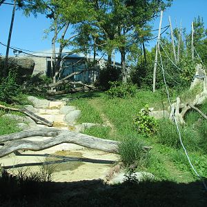 African Forest - Bonobo Exhibit