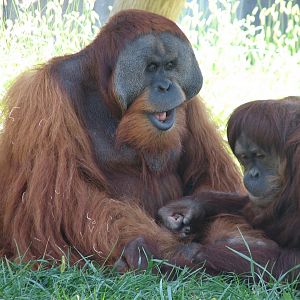 Voyage to Australia and the Islands - Orangutans
