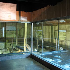 Asia Quest - Sun Bear Bedroom