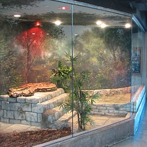 Asia Quest - Python Exhibit