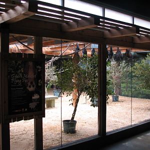 Asia Quest - Flying Fox Exhibit
