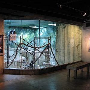 Asia Quest - Silvered Leaf Langur Bedroom