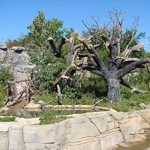 Asia Quest - Sun Bear Exhibit