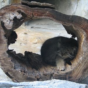 Asia Quest - Pallas Cat