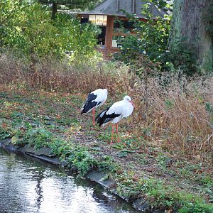 Finally: autumn has come to Copenhagen Zoo!