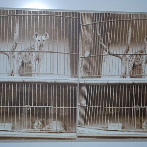 The 150 Year Jubilee Exhibition...